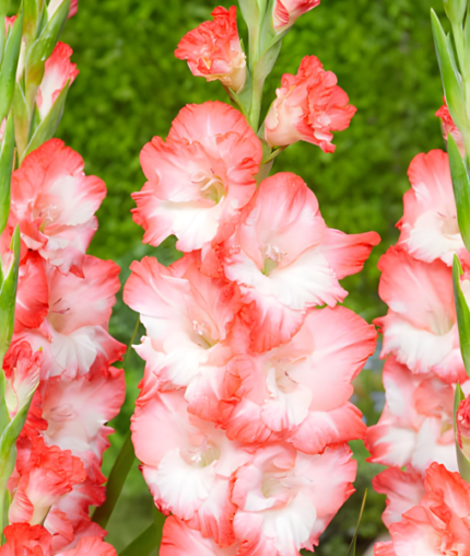 Bulbi Gladiole 1 bucata Pink Lady