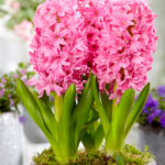 Bulbi Zambile 1 bucata Pink Pearl 18/19