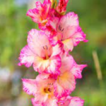 Bulbi Gladiole 1 bucata Priscilla
