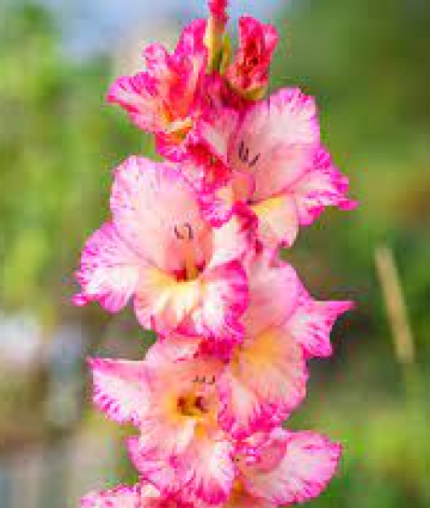 Bulbi Gladiole 1 bucata Priscilla