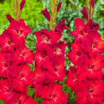 Bulbi Gladiole 1 bucata Tradehorn