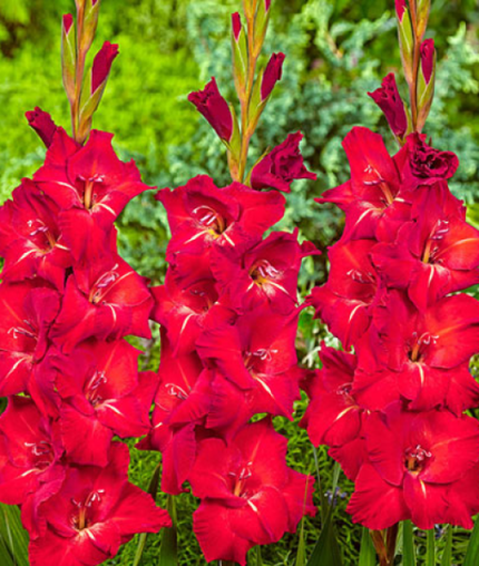 Bulbi Gladiole 1 bucata Tradehorn