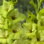 Bulbi Gladiole 1 bucata Prima Verde