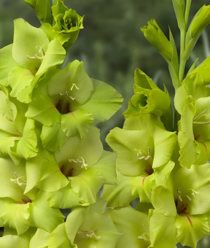 Bulbi Gladiole 1 bucata Prima Verde