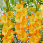Bulbi Gladiole 1 bucata Sun Glow