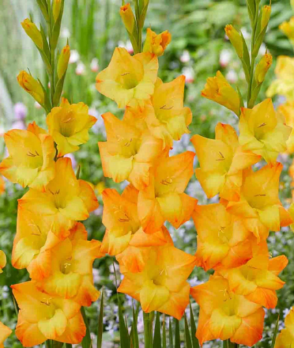 Bulbi Gladiole 1 bucata Sun Glow