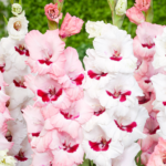 Bulbi Gladiole 1 bucata Wine and Roses