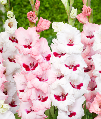 Bulbi Gladiole 1 bucata Wine and Roses